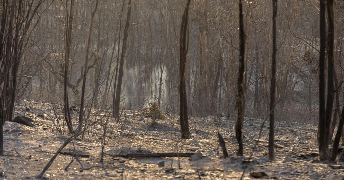 Espanya crema: Anàlisi dels incendis forestals a Huelva, Segòvia i altres fronts actius