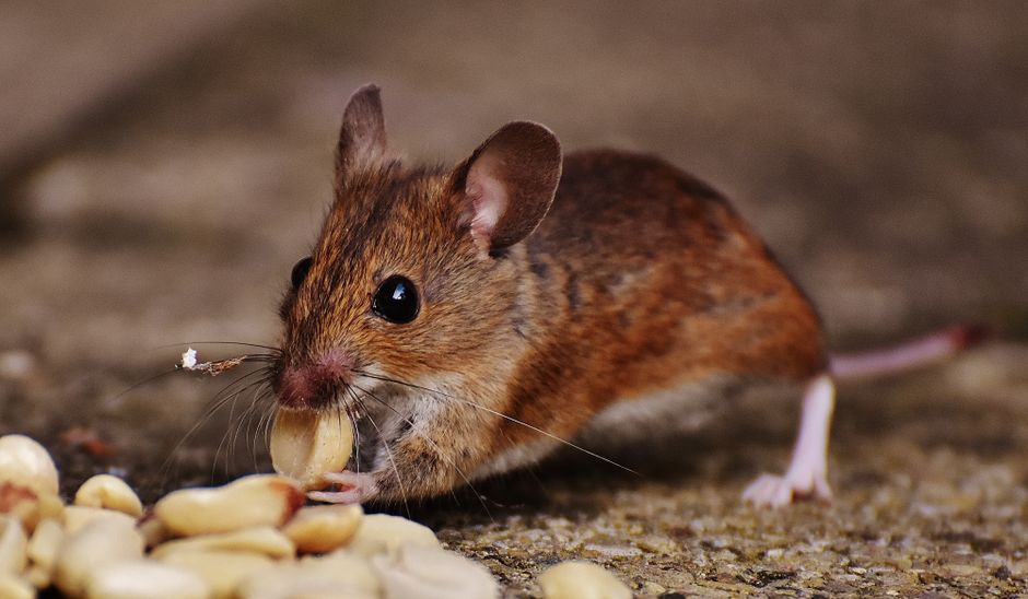 L'Alerta Silenciosa a Galícia: Un Hantavirus que Desperta Fantasmes Globals