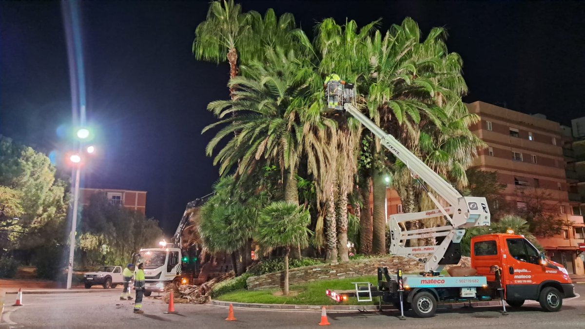 Poda preventiva en les palmeres d'una rotonda de Tarragona per evitar riscos amb els vendavals